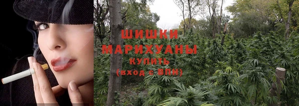 индика Алзамай